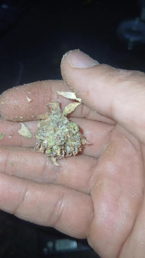 Mendos Breath vs Gelato OG