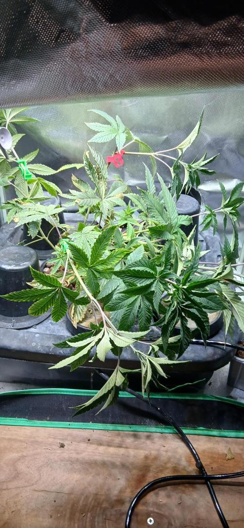 Garlic Mint Sherbert. Week 7