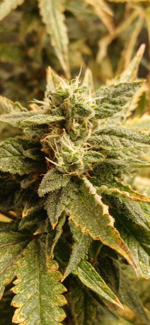 Guava Root GMO. Week 21
