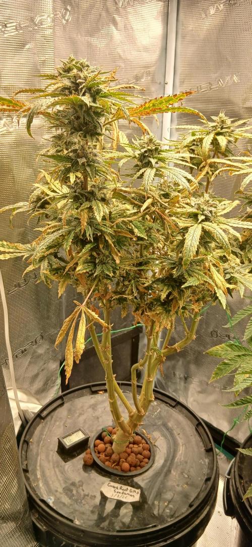 Guava roots gmo seedsman. Week 21
