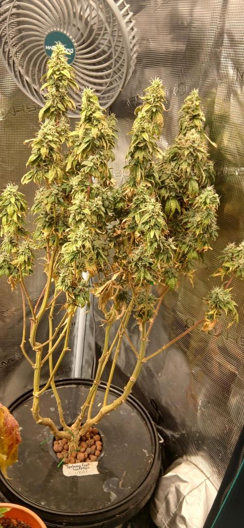 Jealous fast seedsman. Week 21