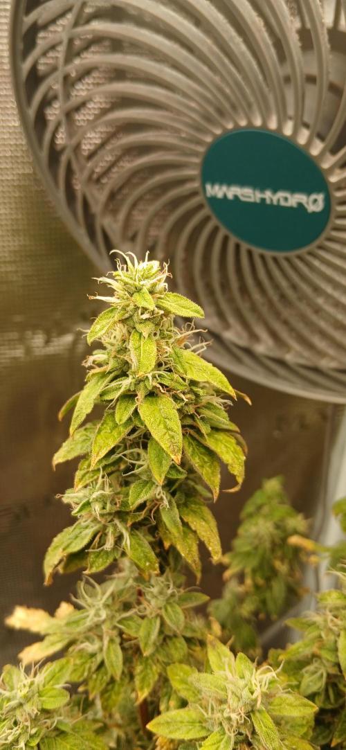 Jealous fast seedsman. Week 21
