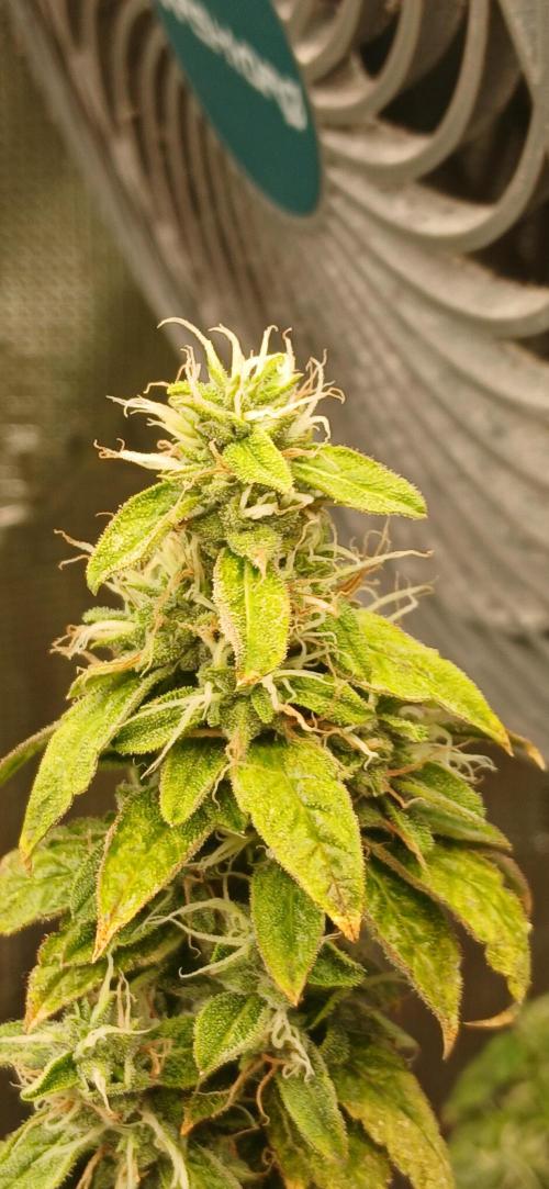 Jealous fast seedsman. Week 21