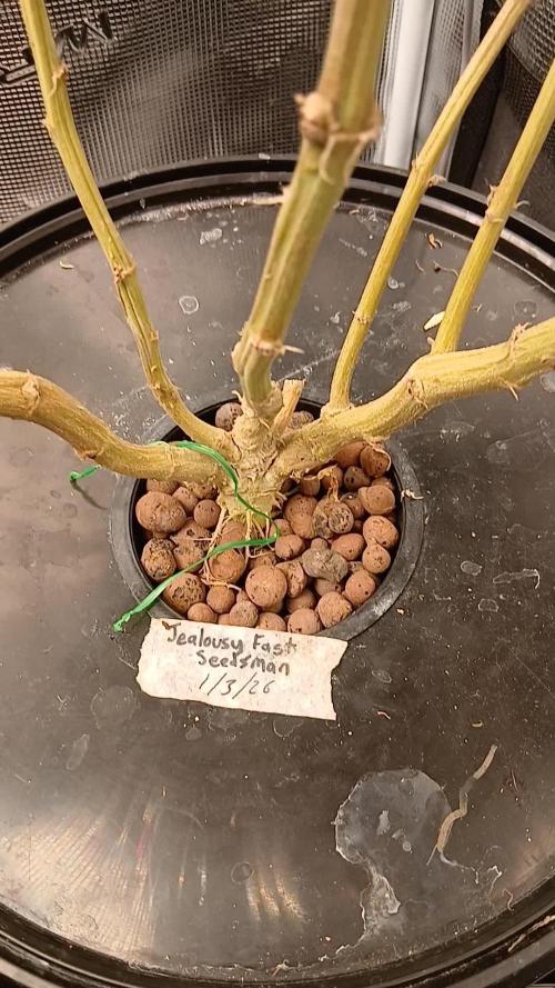 Jealous fast seedsman
