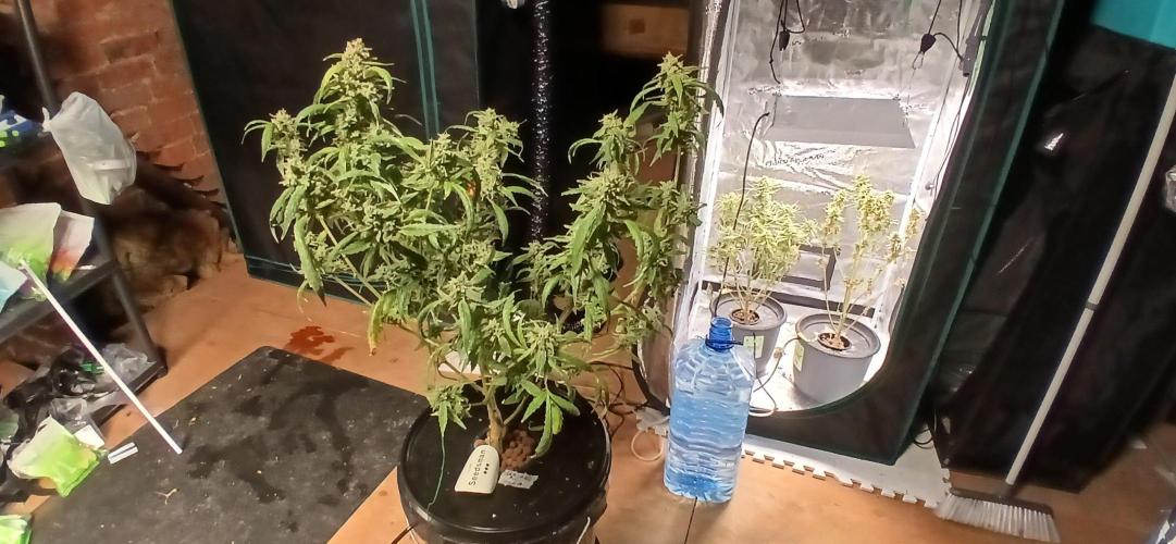 Chem cookies seedsman. Week 8