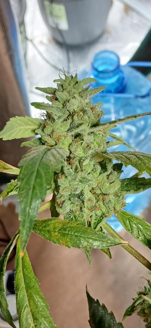Chem cookies seedsman. Week 8