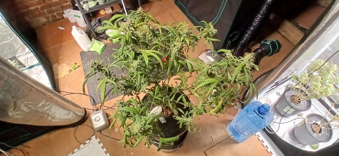 Chem cookies seedsman. Week 8