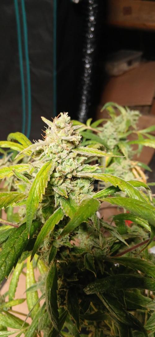 Chem cookies seedsman. Week 8