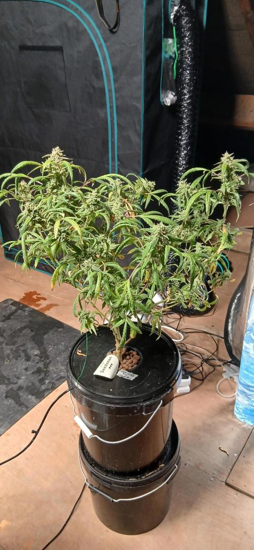 Chem cookies seedsman. Week 8