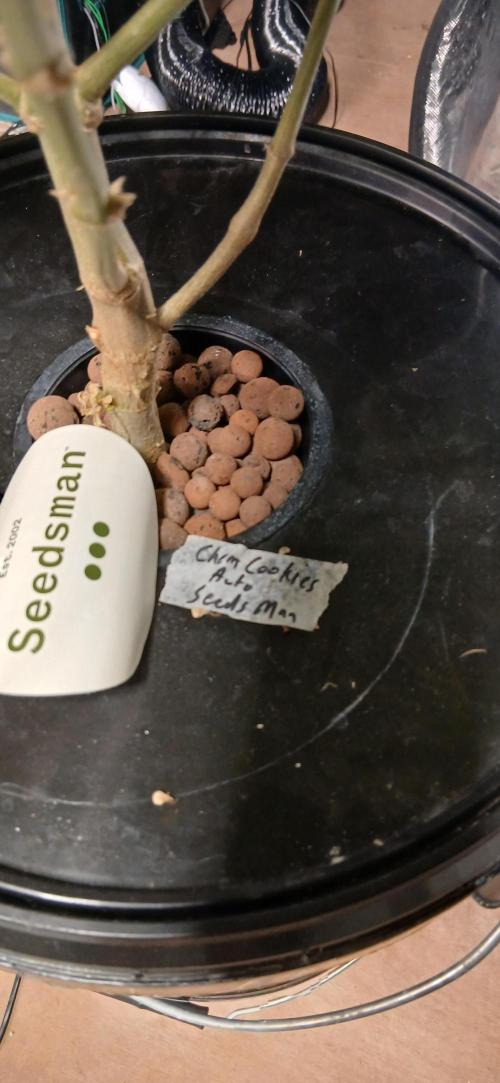 Chem cookies seedsman. Week 8