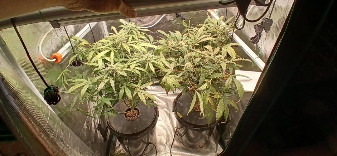 Frost Banger 2. Week 10