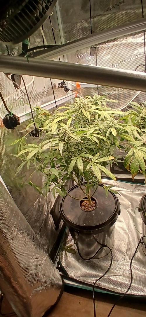 Frost Banger 2. Week 10