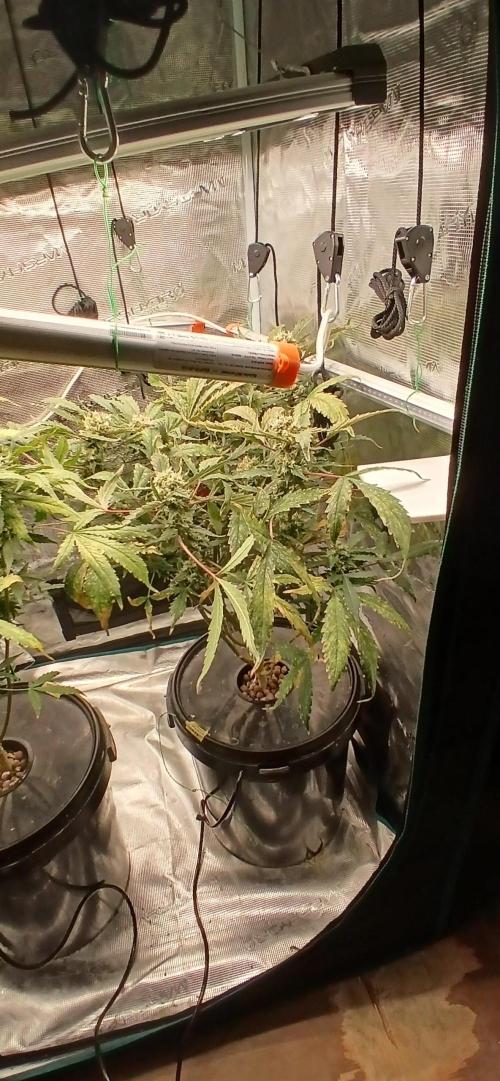 Frost Banger 2. Week 10