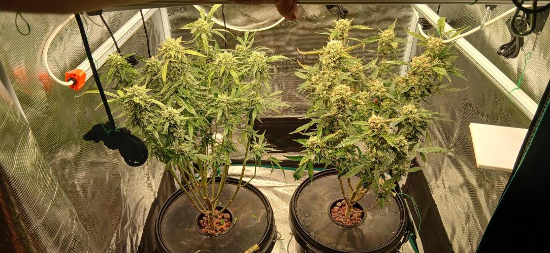 Frost Banger 2. Week 10