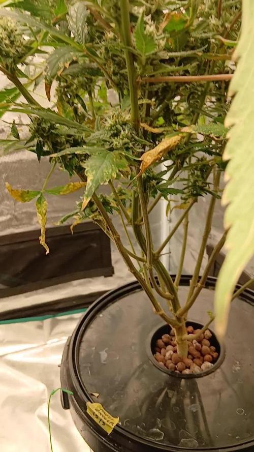 Frost Banger 2