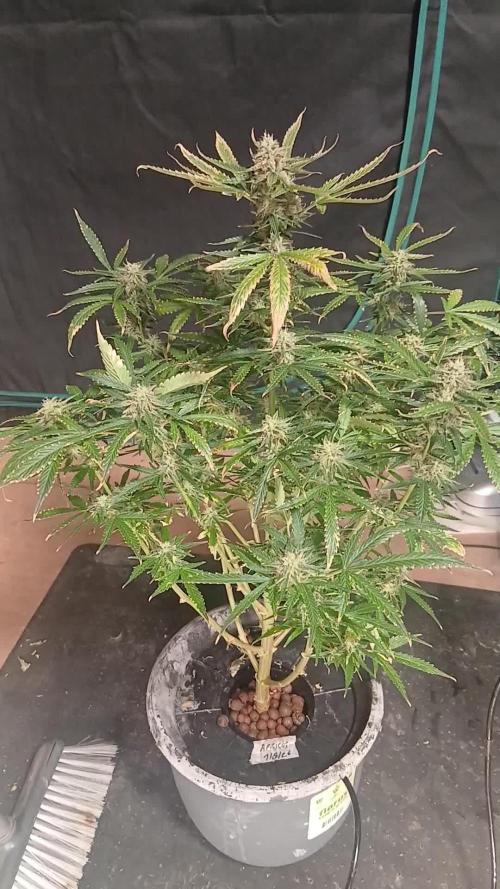 Chem cookies seedsman