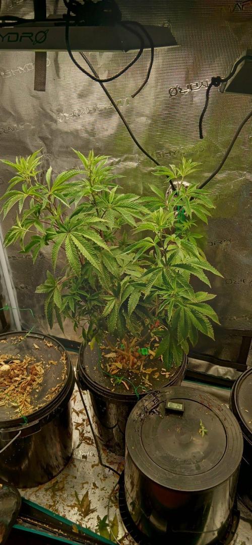 Garlic Mint Sherbert. Week 11