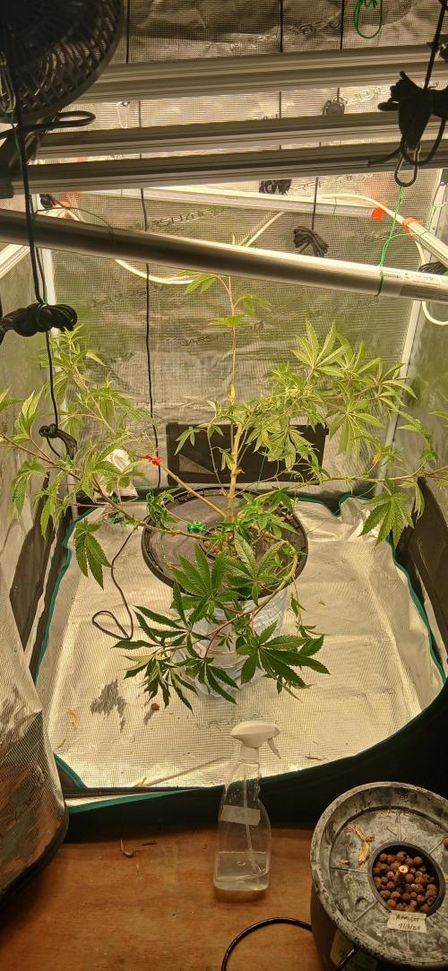 Garlic Mint Sherbert. Week 11