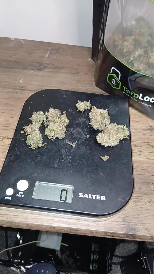 Frost Banger 2