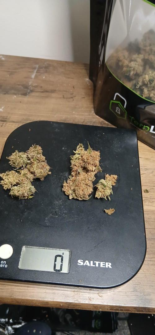 Frost Banger 2. Week 11