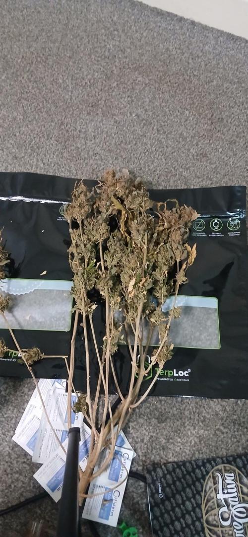 Frost Banger 2. Week 11