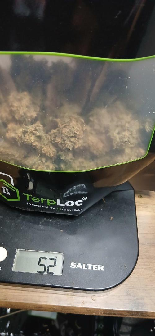 Grow Tent 120x60x150. Week 11