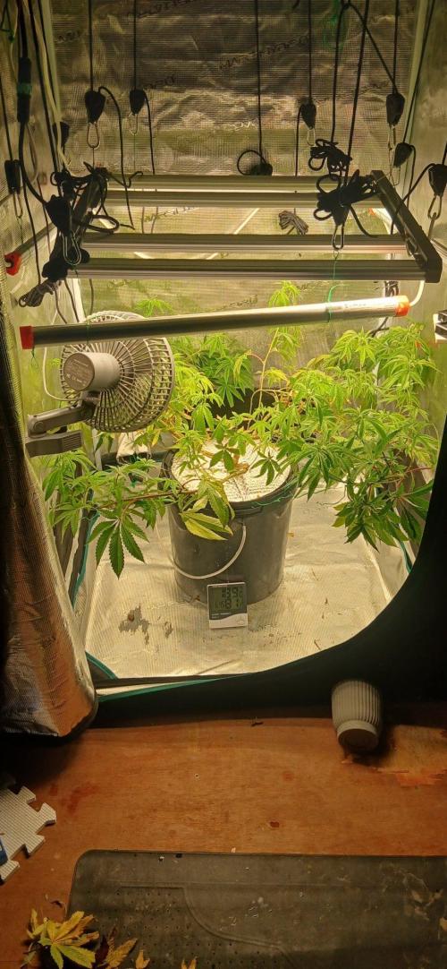 Garlic Mint Sherbert. Week 13