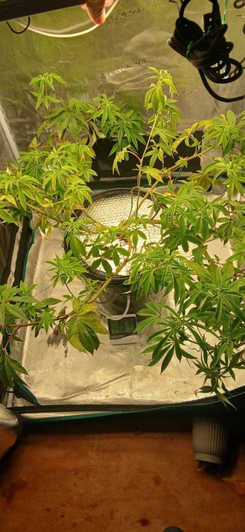 Garlic Mint Sherbert. Week 13