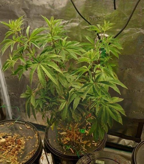 Garlic Mint Sherbert. Week 13