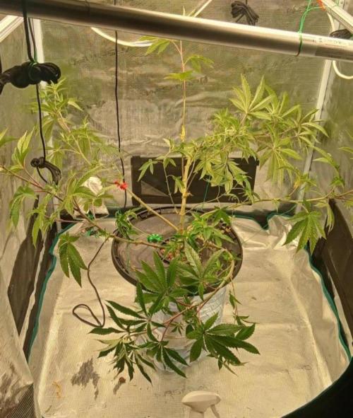 Garlic Mint Sherbert. Week 13