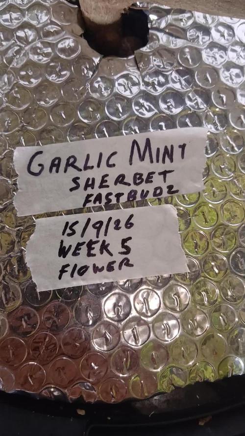 Garlic Mint Sherbert