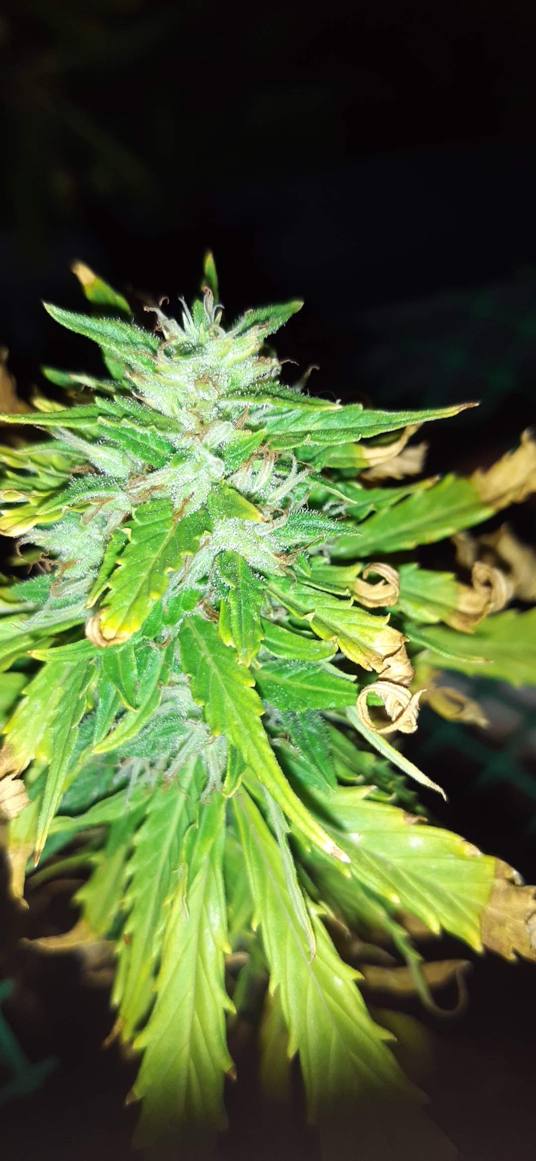 Barney's Farm Pineapple Express Auto grow diary (journal) week10 by