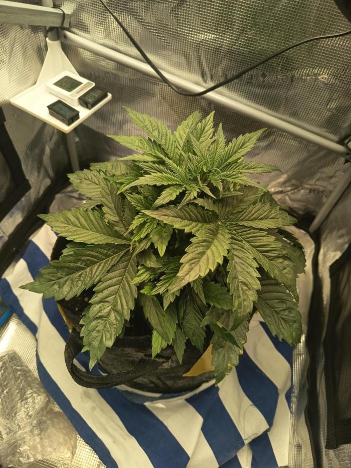 Chemdogging. Week 2 - 14/04/2026