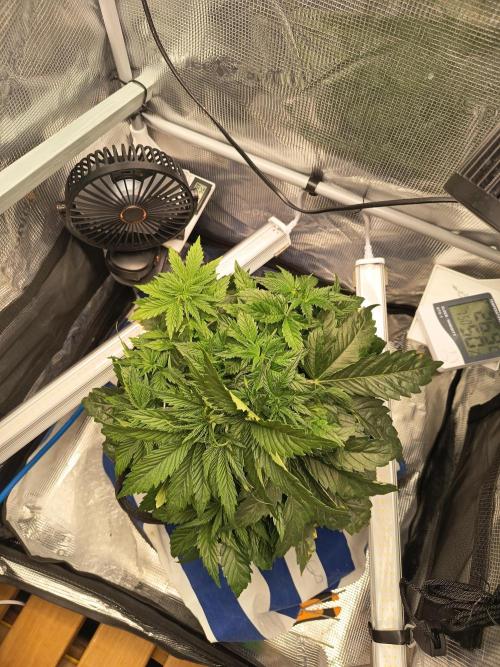 Chemdogging. Week 3 - 16/04/2026