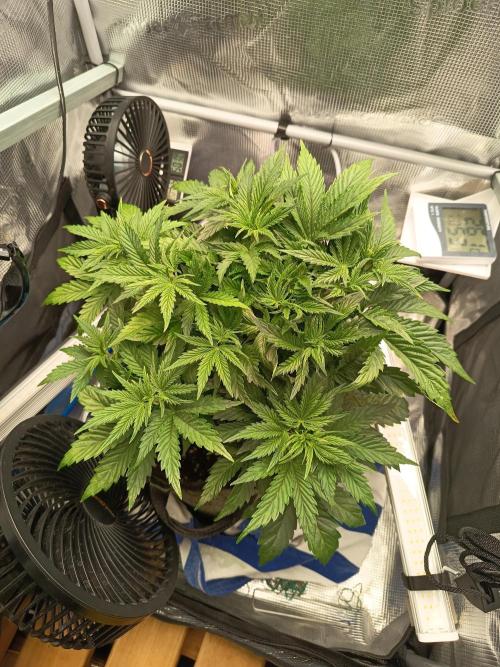 Chemdogging. Week 3 - 20/04/2026