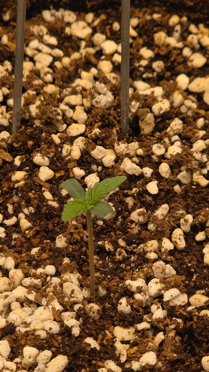 Gelato Auto FB. Week 0 - 29/10/2025