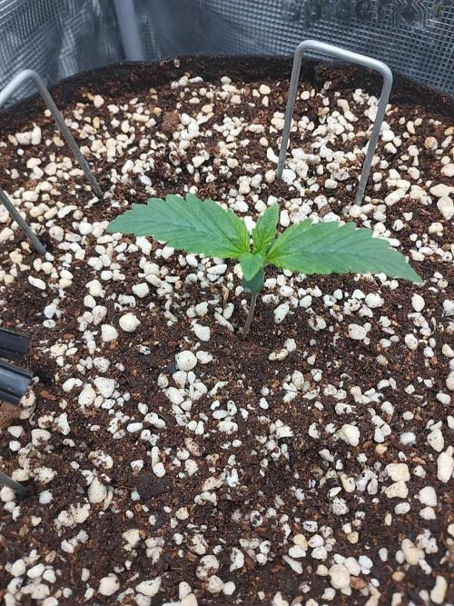 Gelato Auto FB. Week 2 - 2/11/2025