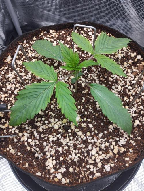 Gelato Auto FB. Week 2 - 7/11/2025