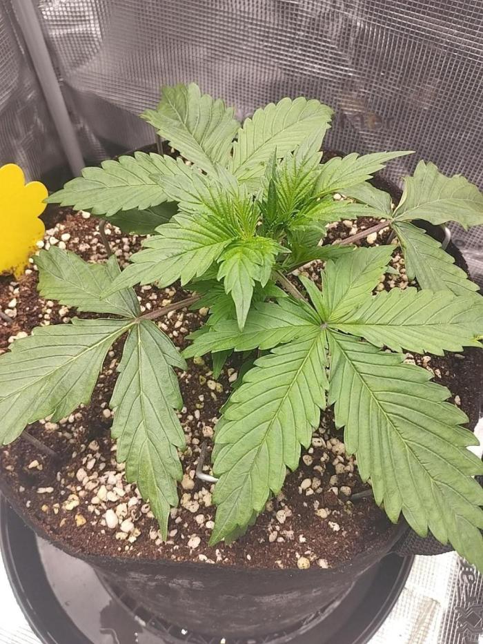 Gelato Auto FB. Week 3 - 11/11/2025