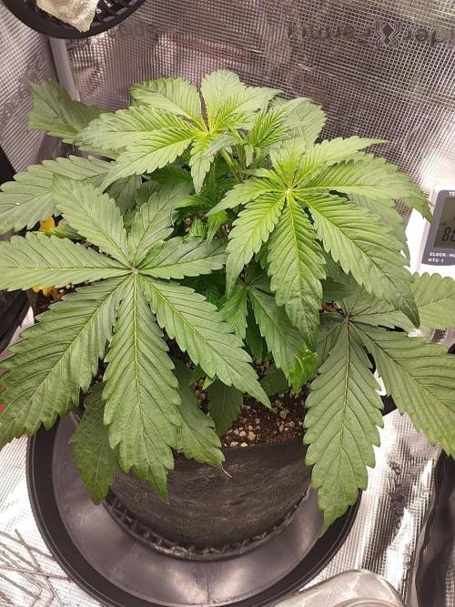 Gelato Auto FB. Week 4 - 15/11/2025