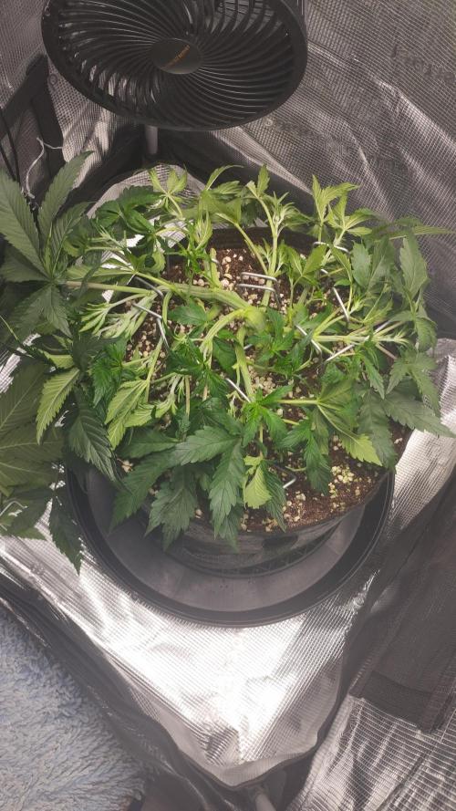 Gelato Auto FB. Week 4 - 22/11/2025