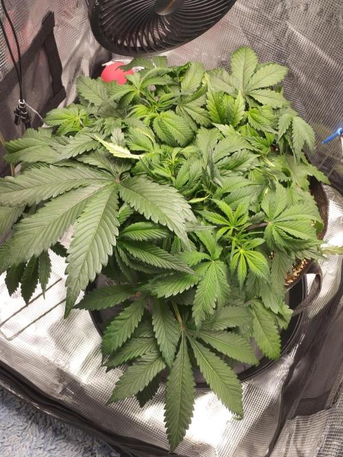 Gelato Auto FB. Week 5 - 27/11/2025