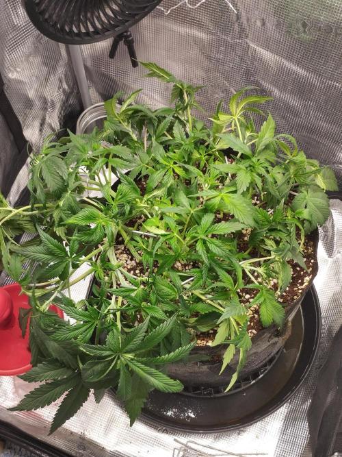 Gelato Auto FB. Week 5 - 27/11/2025