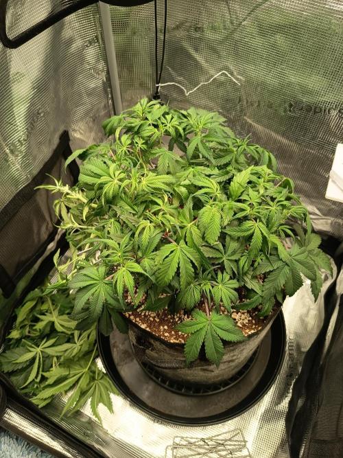 Gelato Auto FB. Week 6 - 1/12/2025