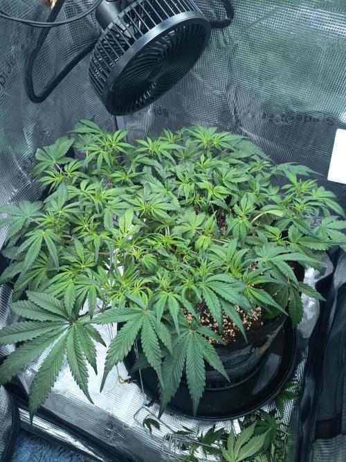 Gelato Auto FB. Week 6 - 5/12/2025