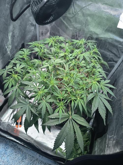 Gelato Auto FB. Week 7 - 7/12/2025