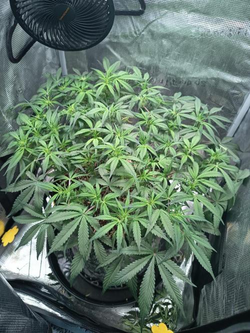 Gelato Auto FB. Week 7 - 11/12/2025