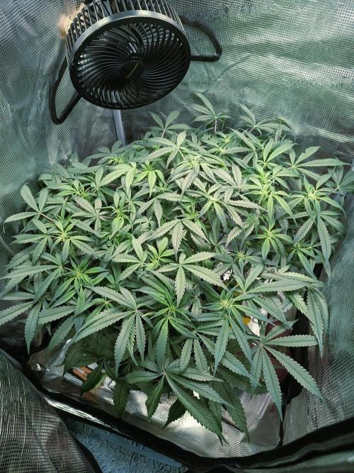 Gelato Auto FB. Week 8 - 15/12/2025