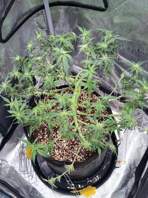 Gelato Auto FB. Week 8 - 17/12/2025