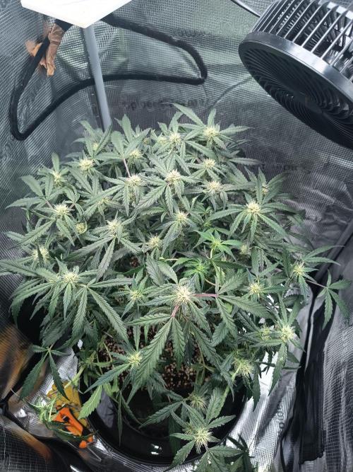Gelato Auto FB. Week 10 - 28/12/2025